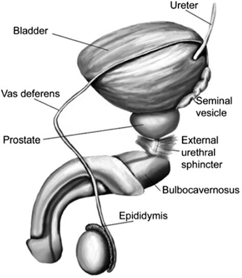 pictures of dick|Penis: Anatomy, Picture, Erection, and Ejaculation